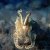 Animales Marinos &raquo; Moluscos